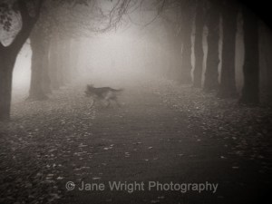 Dog In The Fog by Jane Wright Photography