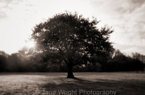 Tree with early morning sun